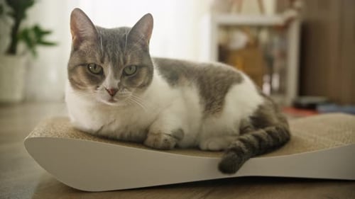Gray and White Tabby Cat Lying on Scratching Pad