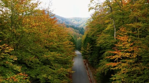 The Street Into the Autumnal Color Forest