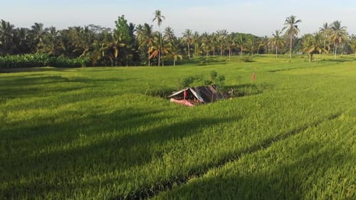 Aerial view of rice terraces and palm trees at sunrise, Bali, Indonesia