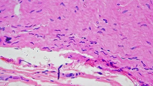 Ciliated Epithelium of Gill in Transversal Section at Microscopic Sample on Bright Field 400x