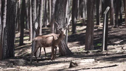 Deer Watching Around In Forest Farm 2