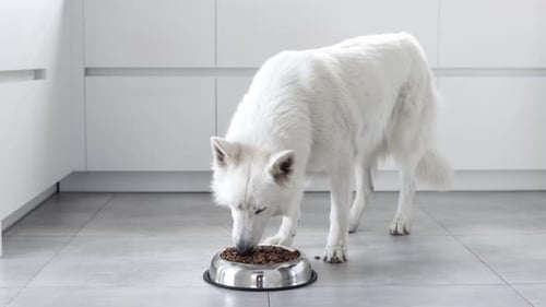 Food delivery for happy domestic animals. Pet shop.Animal feed. Correct nutrition for dogs