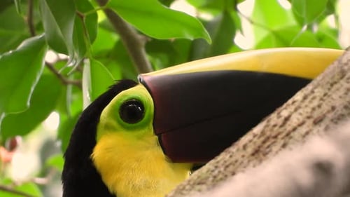 close up of Chestnut-Mandibled Toucan perched on a branch watching below