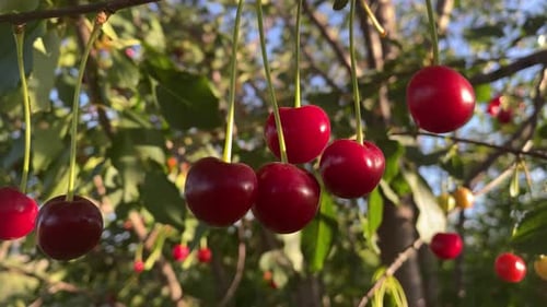 Cherry orchard during summertime, adorned with trees abundantly laden with ripe cherries