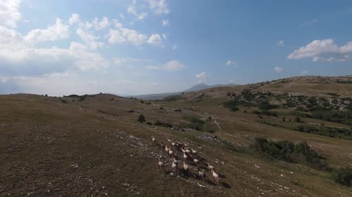 Herd of Wild Horses Galloping Fast Across the Steppe