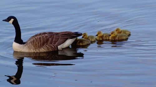 Goose and Goslings Swimming on Rippling Water