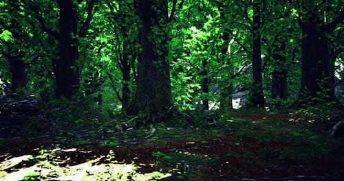 Lush Green Forest with Sunlight Filtering Through the Leaves During Summer
