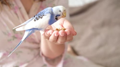 Owner Man Feeding a Budgie Closeup White Blue Budgerigar Perching on the Hand Pet Bird is Eating