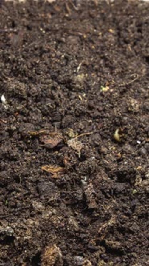 2K - Vertical Growing Plant Chickpeas