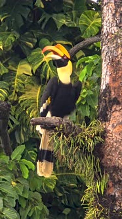 Colorful Hornbill Perched on a Tree in Koh Chang Thailand Amidst Lush Greenery