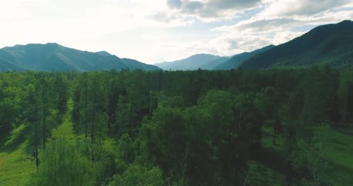 Aerial View Low Flight Above Evergreen Pine Tree Landscape with Endless Mountain Forest at Sunny