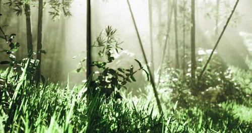 Sunlight Filters Through Trees in Lush Green Forest at Dawn