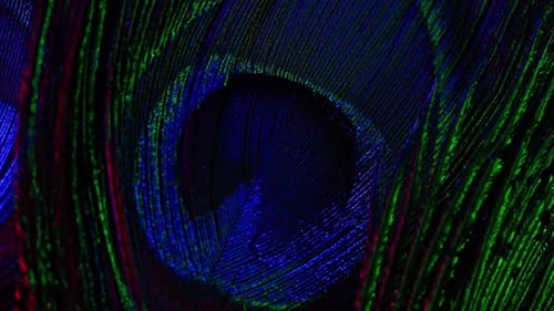 Bright Macro Shot of Peacock Feather Eye