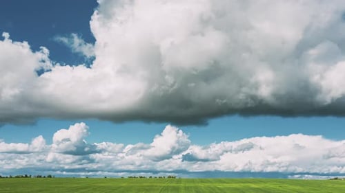 Countryside Rural Field Landscape With Young Wheat Sprouts In Spring Summer Cloudy Day Agricultural