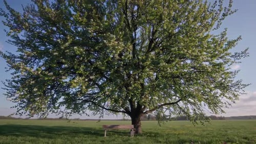 A Majestic and Stately Tree in a Peaceful and Serene Landscape Featuring a Cozy Bench