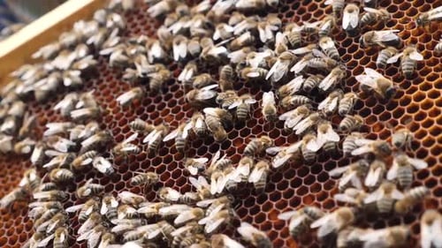 446p. The beekeeper carefully examines the frame filled with bees and honey.