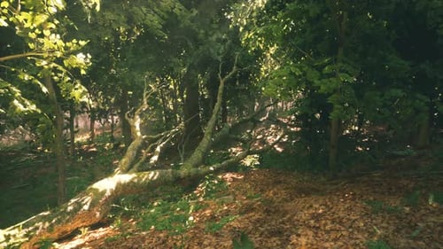 Fallen Tree Surrounded By Lush Forest with Sunlight Filtering Through Foliage