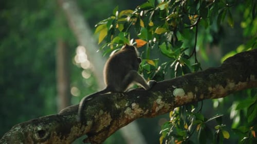 Monkey Sitting on Tree Branch in Sunlit Jungle