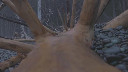 Close-up of boots as two women on a backpacking trip make their way over a downed tree on the beach