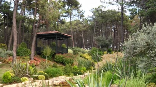 A Gazebo Nestled Amidst Vibrant Greenery of a Forest
