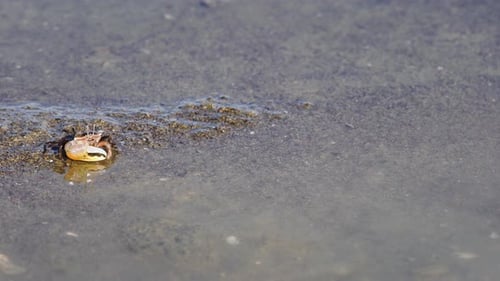 Fiddler crab foraging and sipping minerals in a puddle of water in the muddy tidal flats