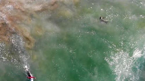 Surfing sea lion (not a seal) with human surfer in Pacific Ocean waves at Huntington Beach, Californ
