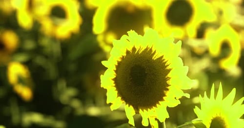Champ de tournesols vibrant affichant des fleurs jaune vif sous la lumière du soleil