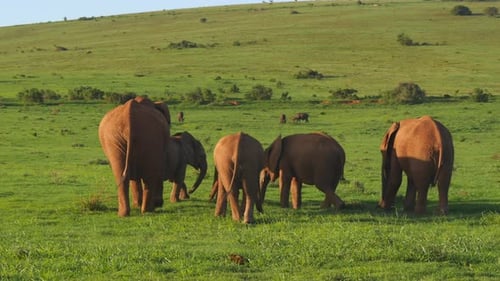 Elefantenfamilie geht in einer weiten grünen Graslandschaft von der Kamera weg