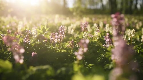 Close up focused view of green grass and flowers in bloom. Summertime bloom
