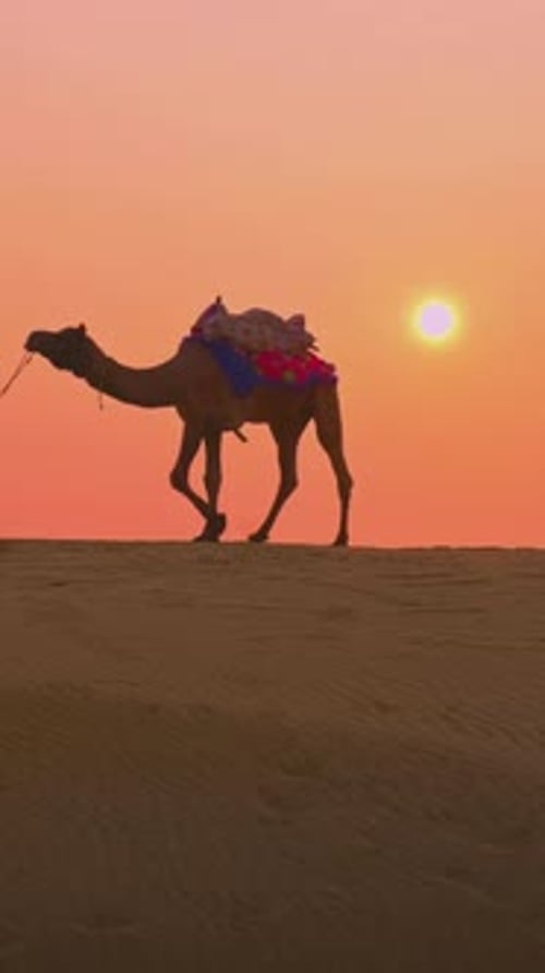 Chameliers indiens avec des chameaux dans les dunes du désert du Thar au coucher du soleil, Jaisalmer, Rajasthan, Inde