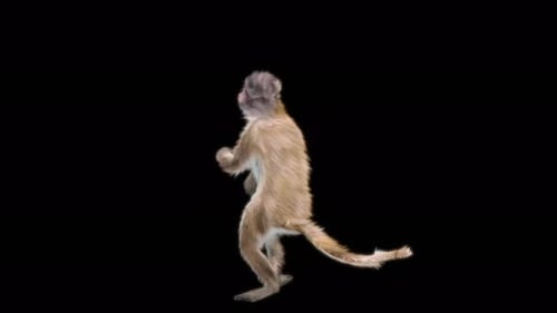 54 Monkey Dance 4K