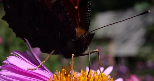 Pfauenschmetterling auf rosa Chrysantheme. Sommer-Makroaufnahmen.