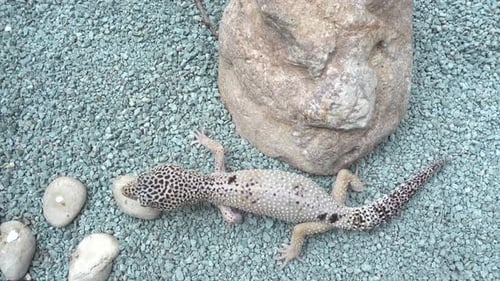 Top view of leopard gecko hiding on blue gravel in terrarium