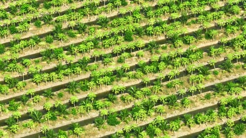 A coconut and papaya plantation by aerial view drone.
