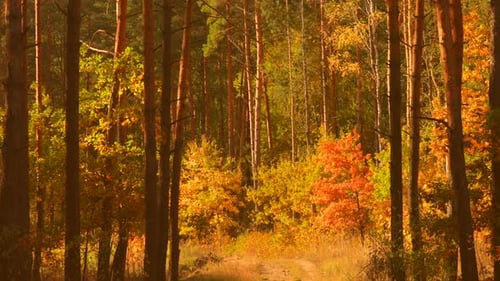 Amazing Bright Autumn Forest Autumn Nature Concept Sunbeams In Autumn Forest Rich And Saturation