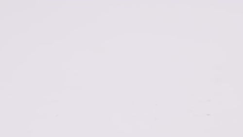 Many Ripe Green Peas Rolling on an Isolated White Background