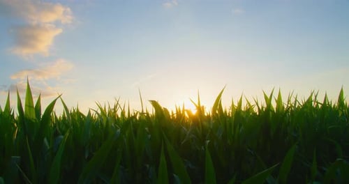Shimmering sunbeams behind the cornfield stalks, close up shot on corn plants with sun backlight. Su