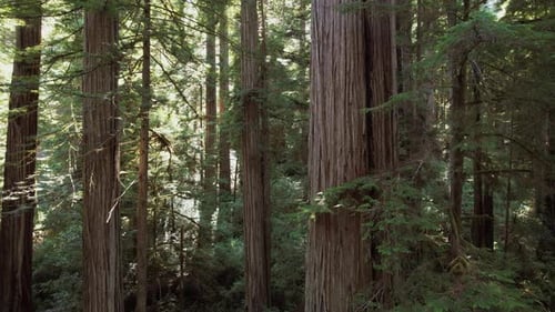 California Coastal Redwood Forest Aerial View