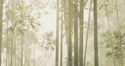 Serenity in Bamboo Forest Under Soft Light During Morning Hours