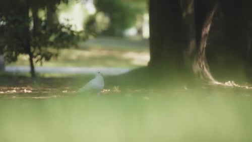 Paloma blanca caminando por el parque