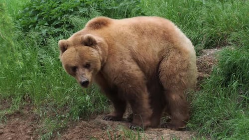 Ours du Kamtchatka dans l'herbe (Ursus arctos beringianus)