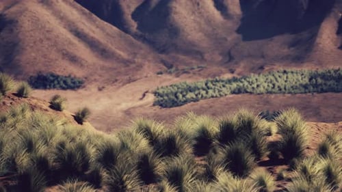 Bush in Semi Desert Large Wasteland