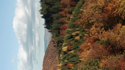 Slow, peaceful flyover above mountain forest in autumn color. Vertical video