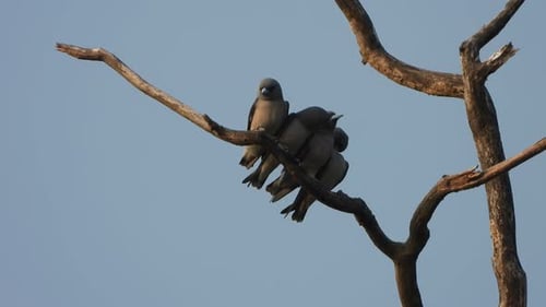 Wood swallows in tree - pond area .