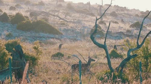 Graceful Deer Grazing in a Peaceful Rural Landscape