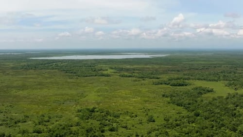 Forest and Marshland in the Philippines
