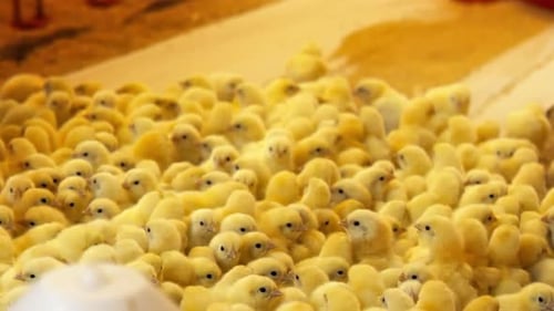2K Chicks on the Farm