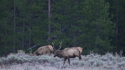 Bull elk grazing through the Wyoming Wilderness