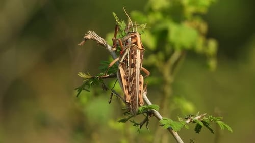 Grasshopper on Tree Branch in Nature