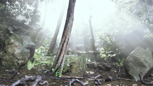Sun Shining Into Tropical Forest